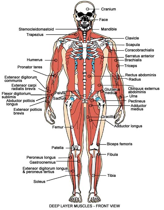 svaly-hlb-spredu.jpg